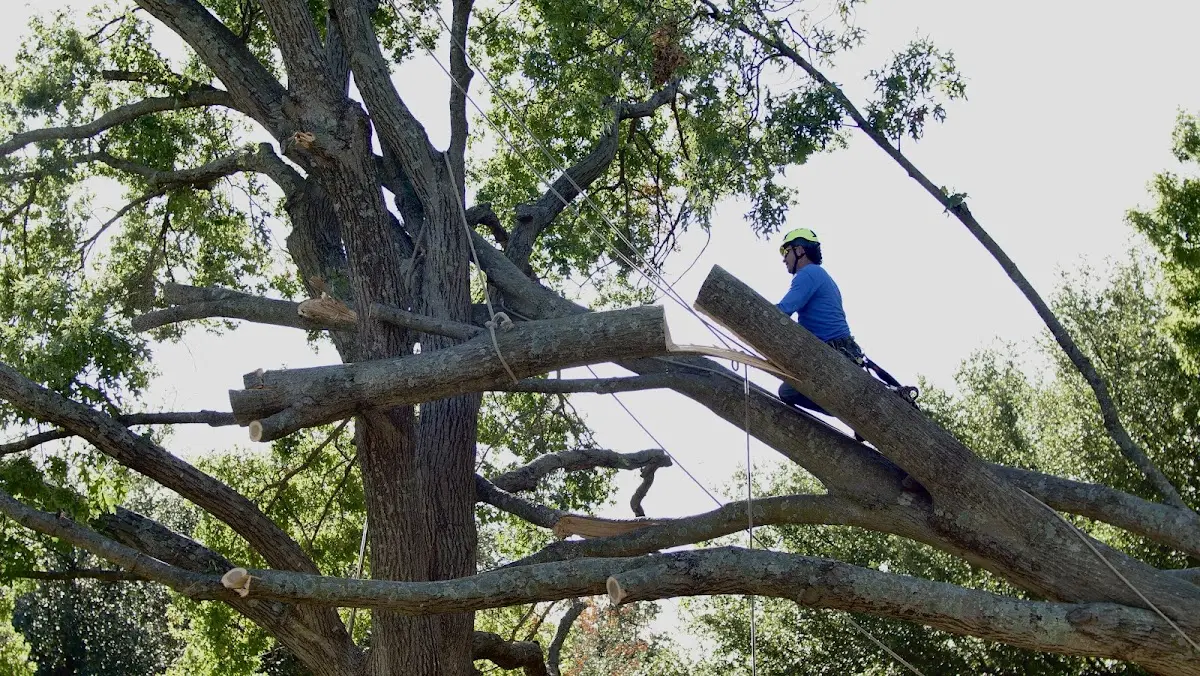 Professional Crown Thinning performed by certified arborists in Norfork